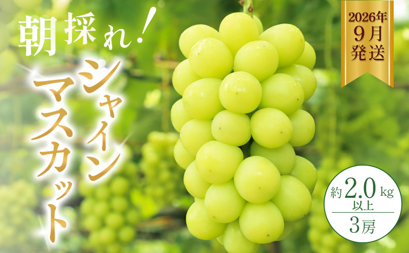 シャインマスカット 約2kg以上（3房）朝採れ ぶどう セット 