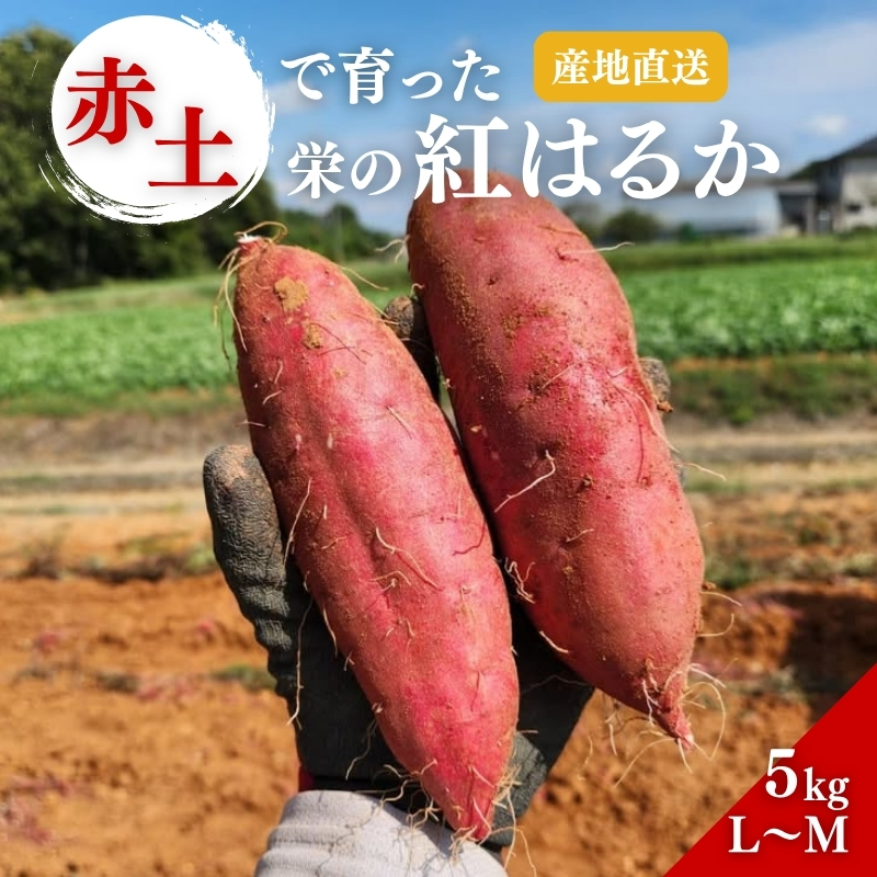 さつまいも 紅はるか 5kg 産地直送 野菜 サツマイモ 芋 焼き