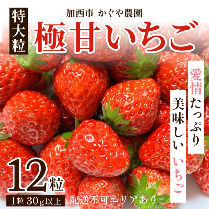 【令和8年産】 かぐや農園の極甘 いちご 特大粒 12粒 果物