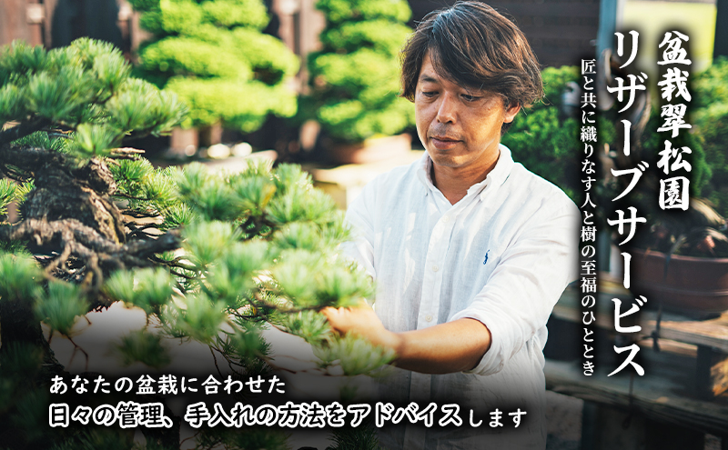 盆栽 翠松園 リザーブサービス 【あなたの盆栽に合わせた