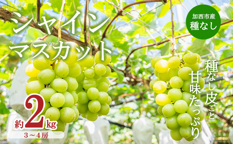 【令和8年産】シャインマスカット 3～4房 セット 約2kg ぶど