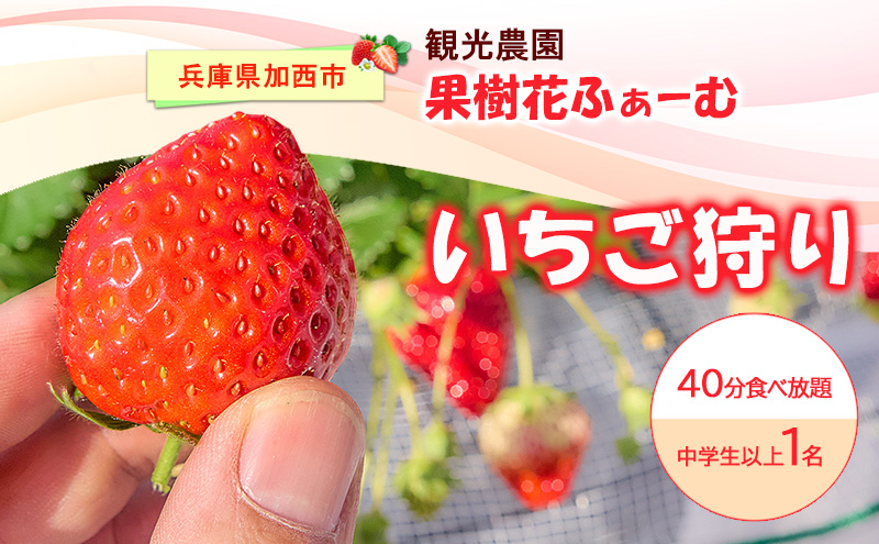 いちご狩り40分食べ放題 中学生以上1名 いちご狩り 食べ放