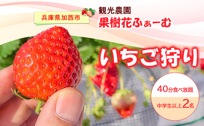 いちご狩り40分食べ放題 中学生以上2名 いちご狩り 食べ放