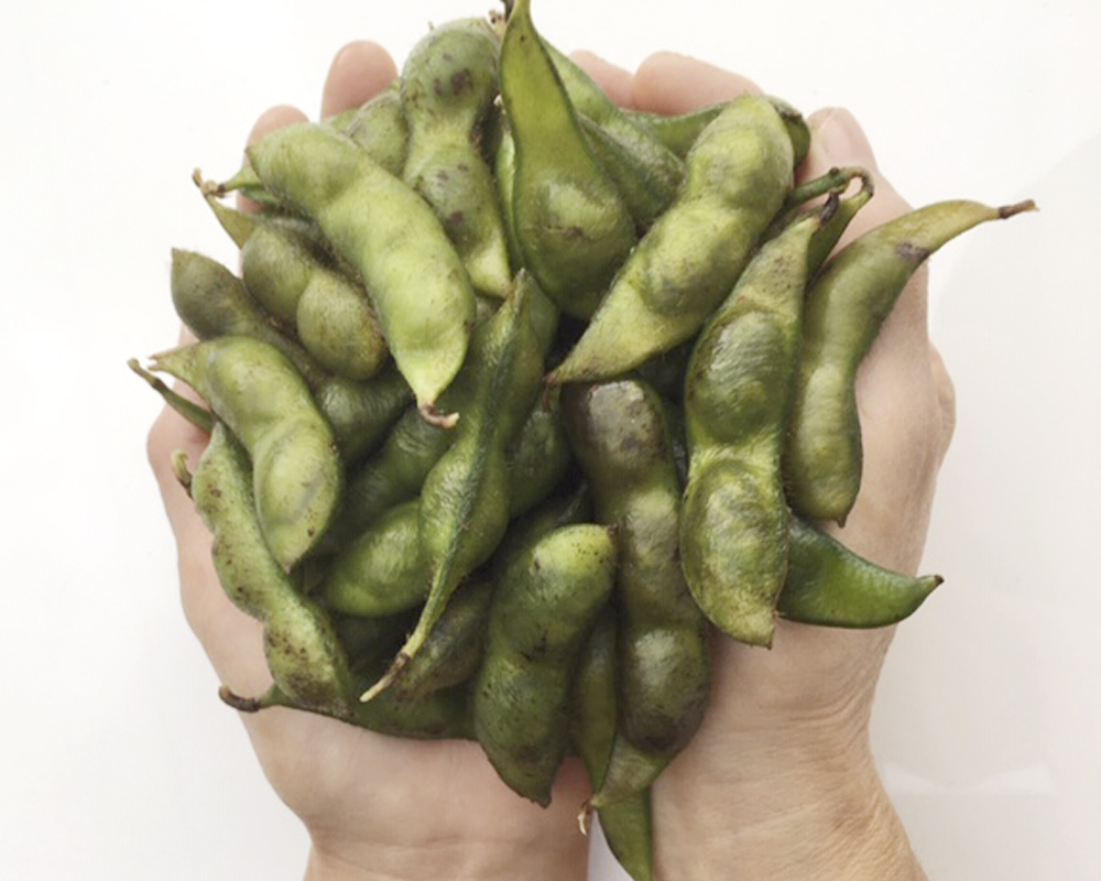 令和7年産 2025年10月収穫！ 川北黒大豆 枝豆 (さや豆500g入×3袋)