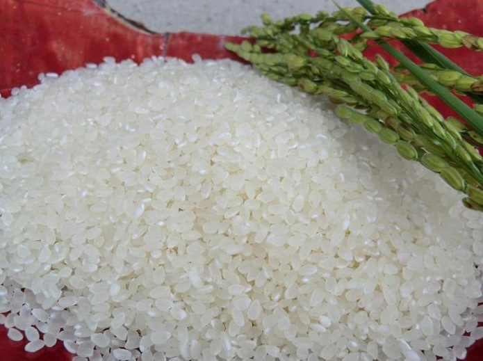 令和7年産　丹波篠山の大地で育まれたコシヒカリ　精米10kg