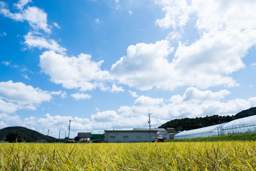 【2025年産】丹波篠山産コシヒカリ 白米 5kg × 6袋 兵庫県 丹波篠山市 白米 100％単一原料米 産地直送米 おいしい お米 精米 ブランド おこめ 健康 送料無料 おすすめ 人気 口コミ