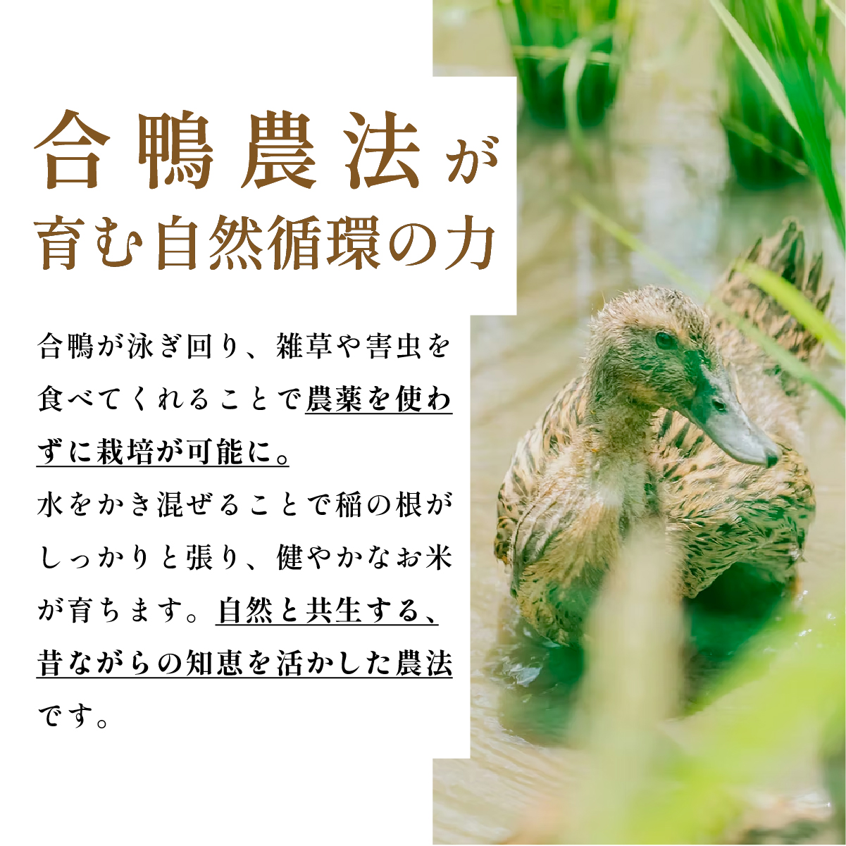 合鴨米　有機JAS認定　無農薬栽培コシヒカリ 玄米 30kg×1袋