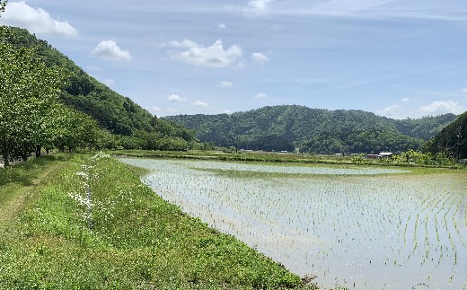 【令和7年産】お米のおいしさ伝えたい！特別栽培米コシヒカリ5kg×1