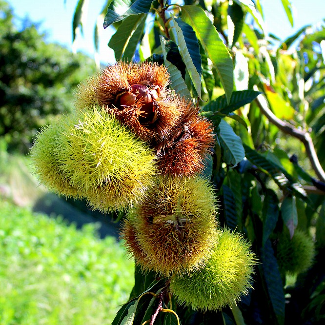 【令和8年産先行予約】丹波篠山産 丹波栗 L以上混在 1kg　2026年産
