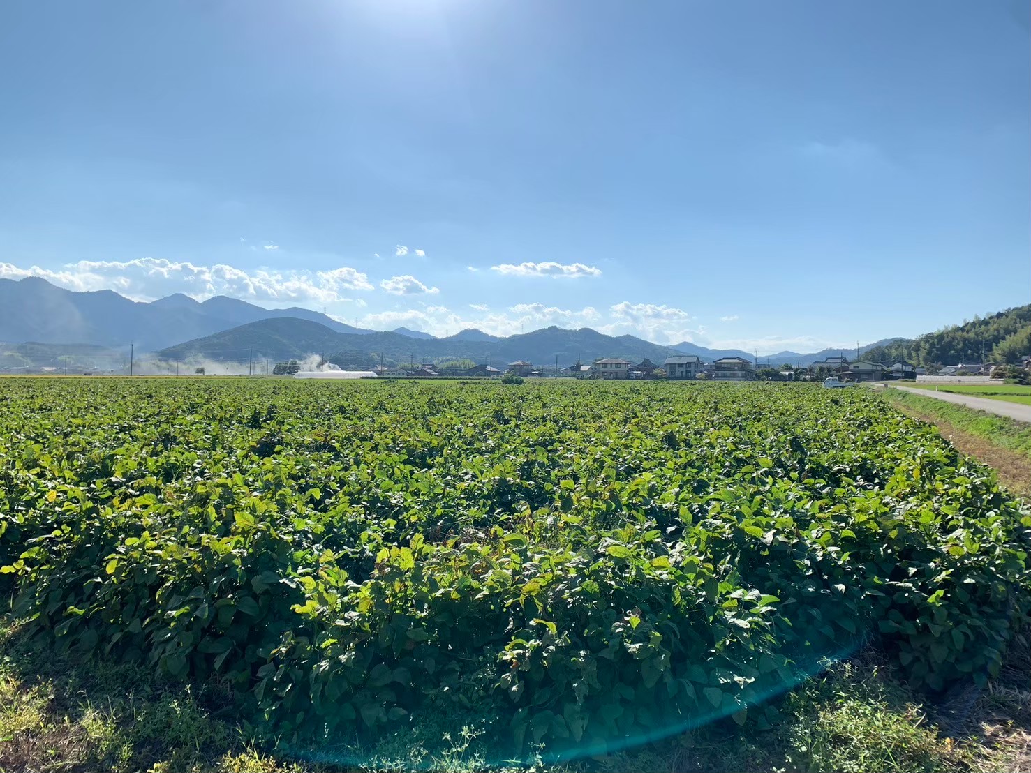 秋の味覚「丹波黒枝豆」  濃厚なコク・500g×2袋　晩摘み 【2025年10月22日～11月上旬頃お届け予定】 知る人ぞ知る日本三大枝豆（丹波黒枝豆・黒崎茶豆・だだちゃ豆）のひとつ！