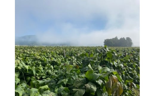 【一年かけて熟成！】川北黒大豆使用の黒豆みそ 500g入×４パック