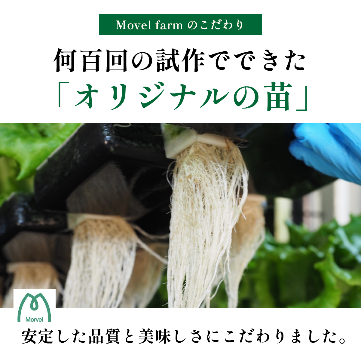 無農薬 朝採り フリルレタス グリーンリーフレタス 2種類 8袋 2.6kg 苗作りからこだわった 無農薬レタス ２種類 朝採り新鮮レタス