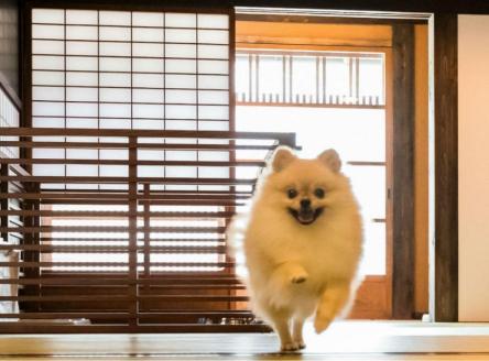 【ペットと泊まる】篠山城下町ホテルNIPPONIA 1泊2日ペア宿泊券（2食付き）