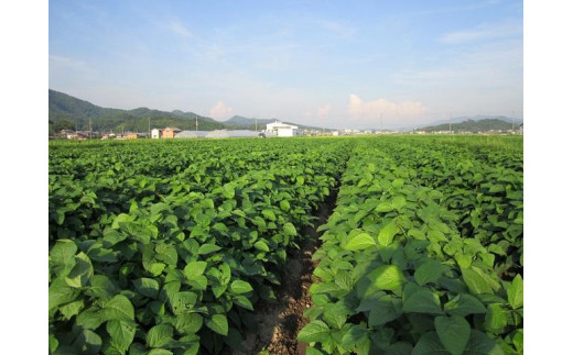 【令和7年】本場！丹波篠山市　黒枝豆狩り　チケット　5株　【チケットお届け 9月中旬以降】