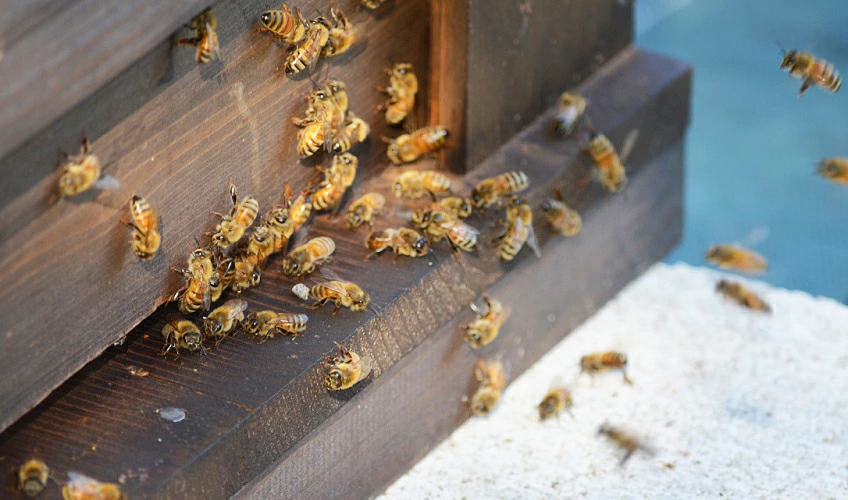 丹波篠山で採れた100％天然の生ハチミツ 篠山蜂蜜 百花蜜 500g