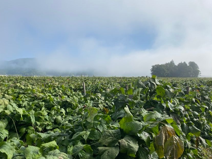 令和7年産 2025年10月収穫！ 川北黒大豆 枝豆 (さや豆500g入×3袋)