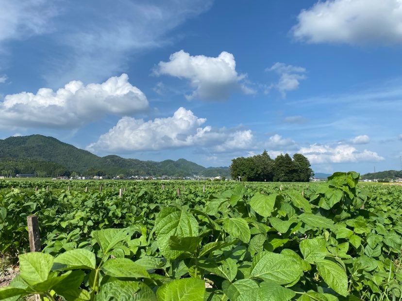 丹波篠山黒豆プリンと川北黒大豆のセット