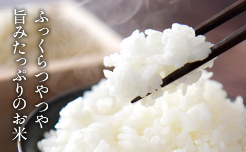 【定期便】※令和7年 新米※ 特Aランク特別栽培米　コシヒカリ　20kg（全6回）