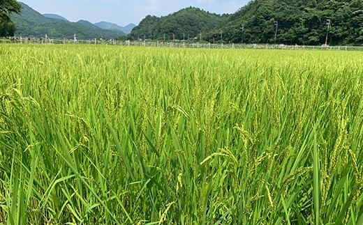 【令和7年産】お米のおいしさ伝えたい！丹波篠山産コシヒカリ5kg×1