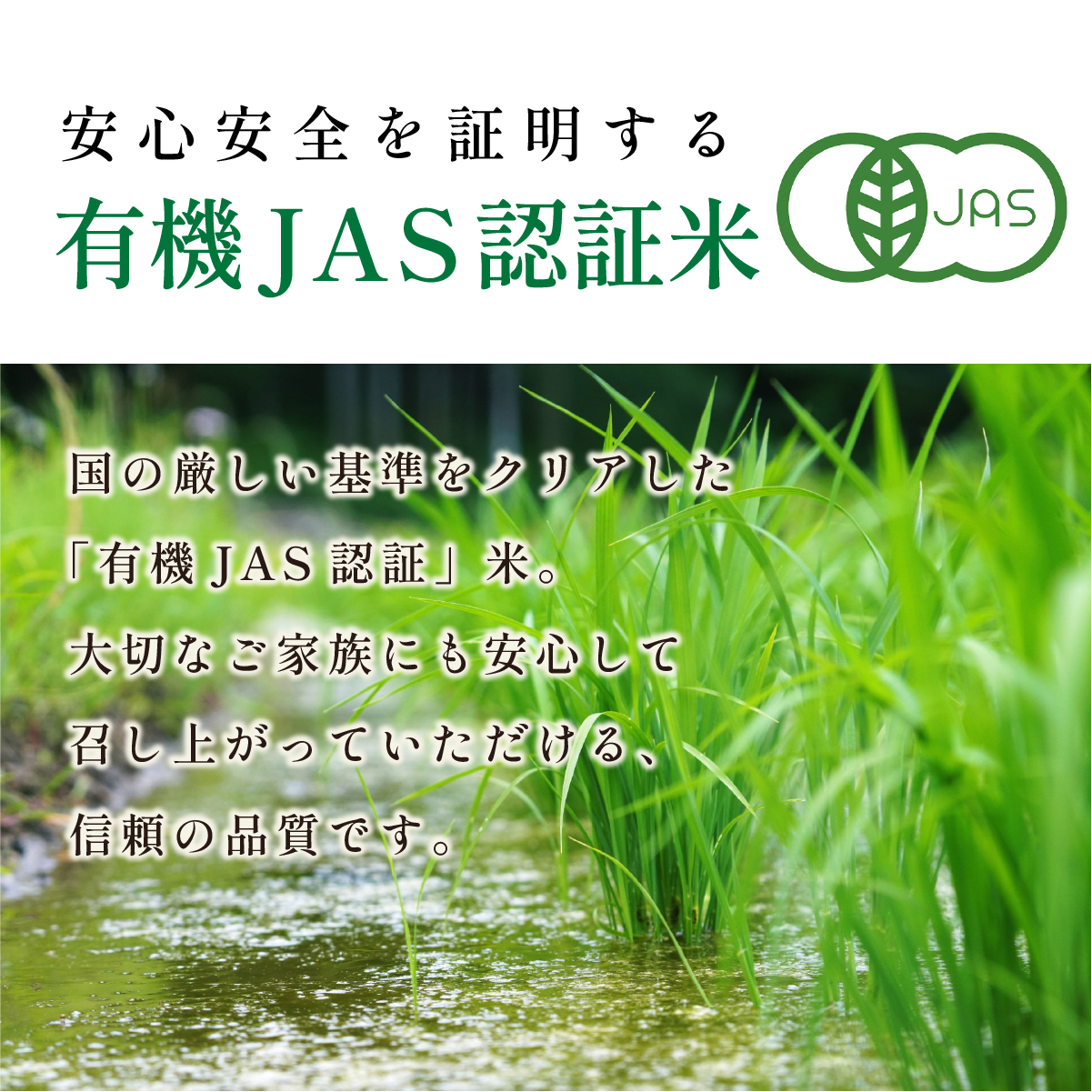 〈令和８年産早期予約〉合鴨米　有機JAS認定　無農薬栽培コシヒカリ精米15kg (5kg×3袋)