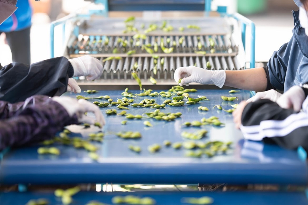 【早期予約受付中！/2026年10月中旬頃～発送】★本場★丹波ささやま黒枝豆1.5kg（500ｇ×3袋）【大満足！】家族と一緒に、自分へのご褒美　大切なあの人への贈り物☆栗のようなホクホクとした食感と優しい甘みに包まれる！