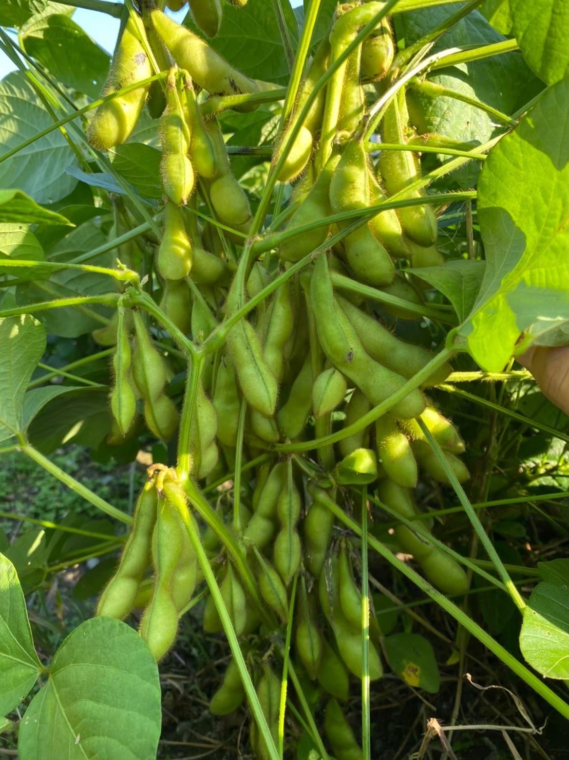 秋の味覚「丹波黒枝豆」  濃厚なコク・500g×2袋　晩摘み 【2025年10月22日～11月上旬頃お届け予定】 知る人ぞ知る日本三大枝豆（丹波黒枝豆・黒崎茶豆・だだちゃ豆）のひとつ！