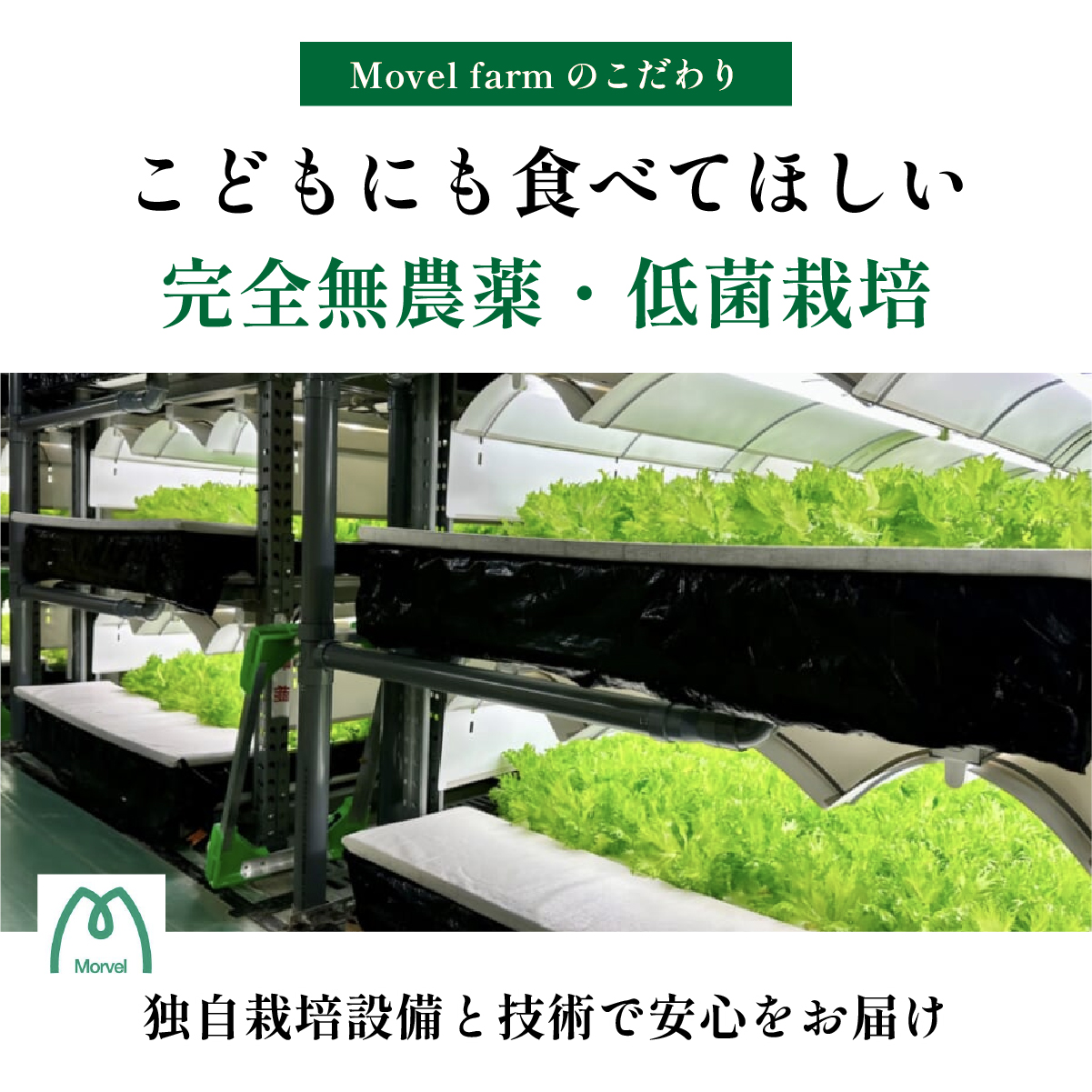 【 定期便 】 無農薬 朝採り フリルレタス グリーンリーフレタス 2種類  1.3kg　3回 苗作りからこだわった 無農薬レタス ２種類 朝採り新鮮レタス