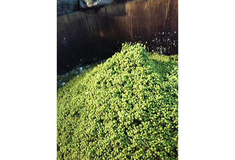 山菜漬け（3種）＆黒豆味噌（2種）詰め合わせセット