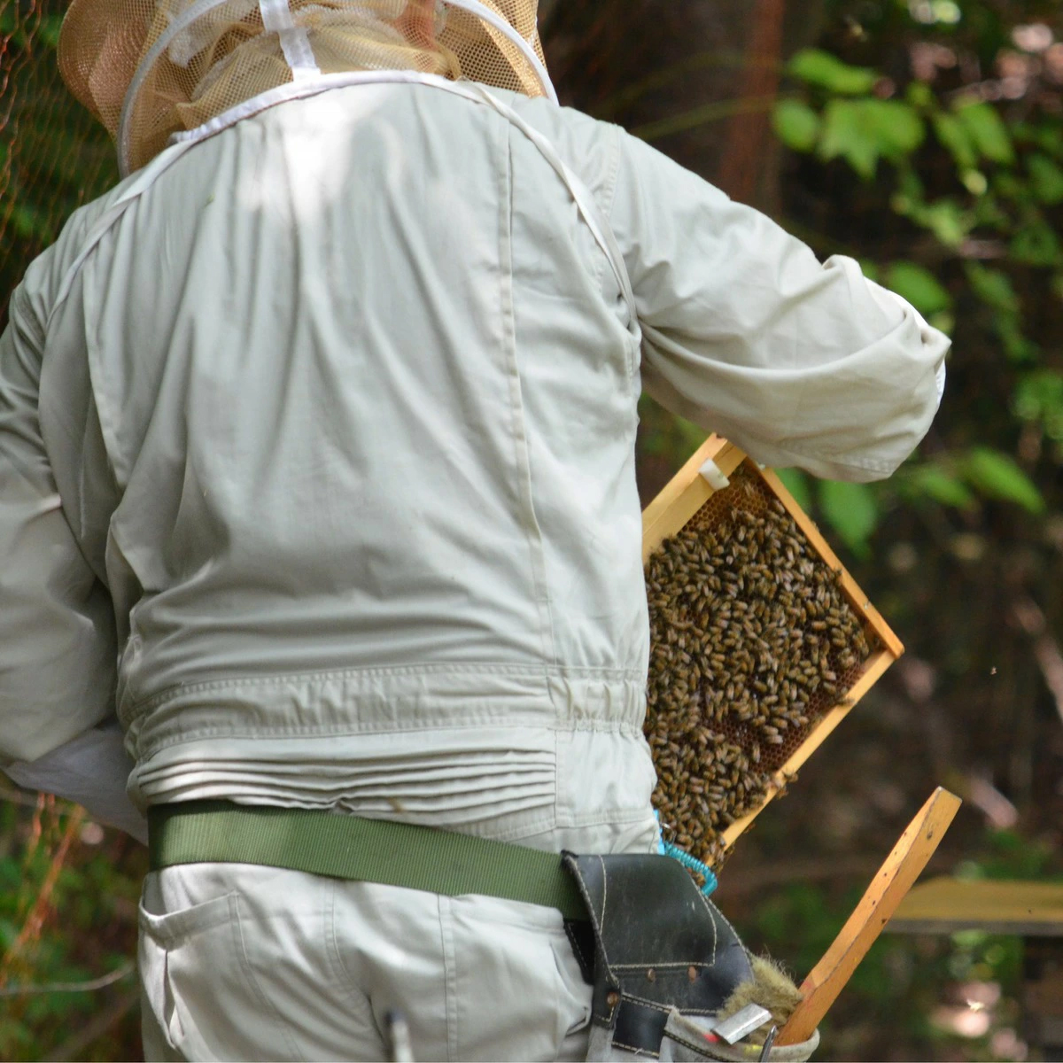 丹波篠山で採れた100％天然の生ハチミツ 篠山蜂蜜 百花蜜 500g