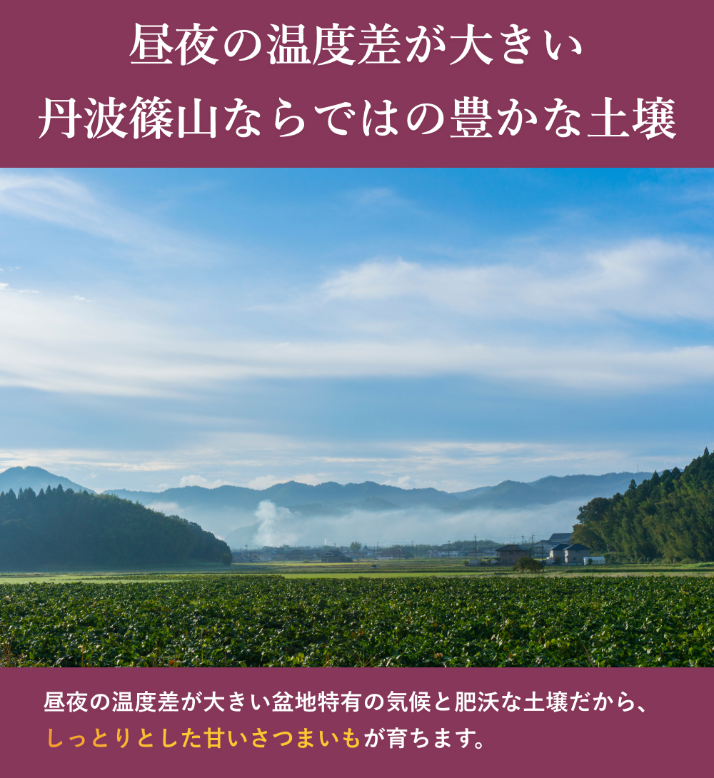 【2025年11月中旬以降発送】丹波ふるさと村の紅はるか　5ｋｇ（サイズ未選別）　さつまいも