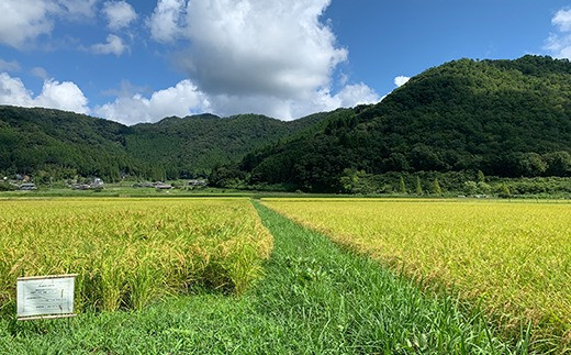 【令和7年産】お米のおいしさ伝えたい！丹波篠山産コシヒカリ5kg×1