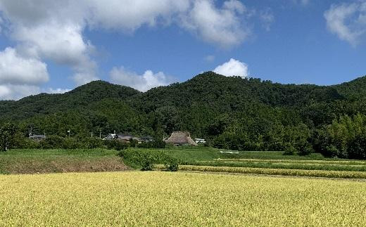 【令和7年産】 抜群の味と香り　丹波篠山産コシヒカリ5kg×１山椒醤油漬セット