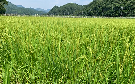 【令和7年産】お米のおいしさ伝えたい！丹波篠山産コシヒカリ5kg×4