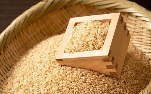 【玄米】丹波産こしひかり玄米《令和7年度産》3kg×2