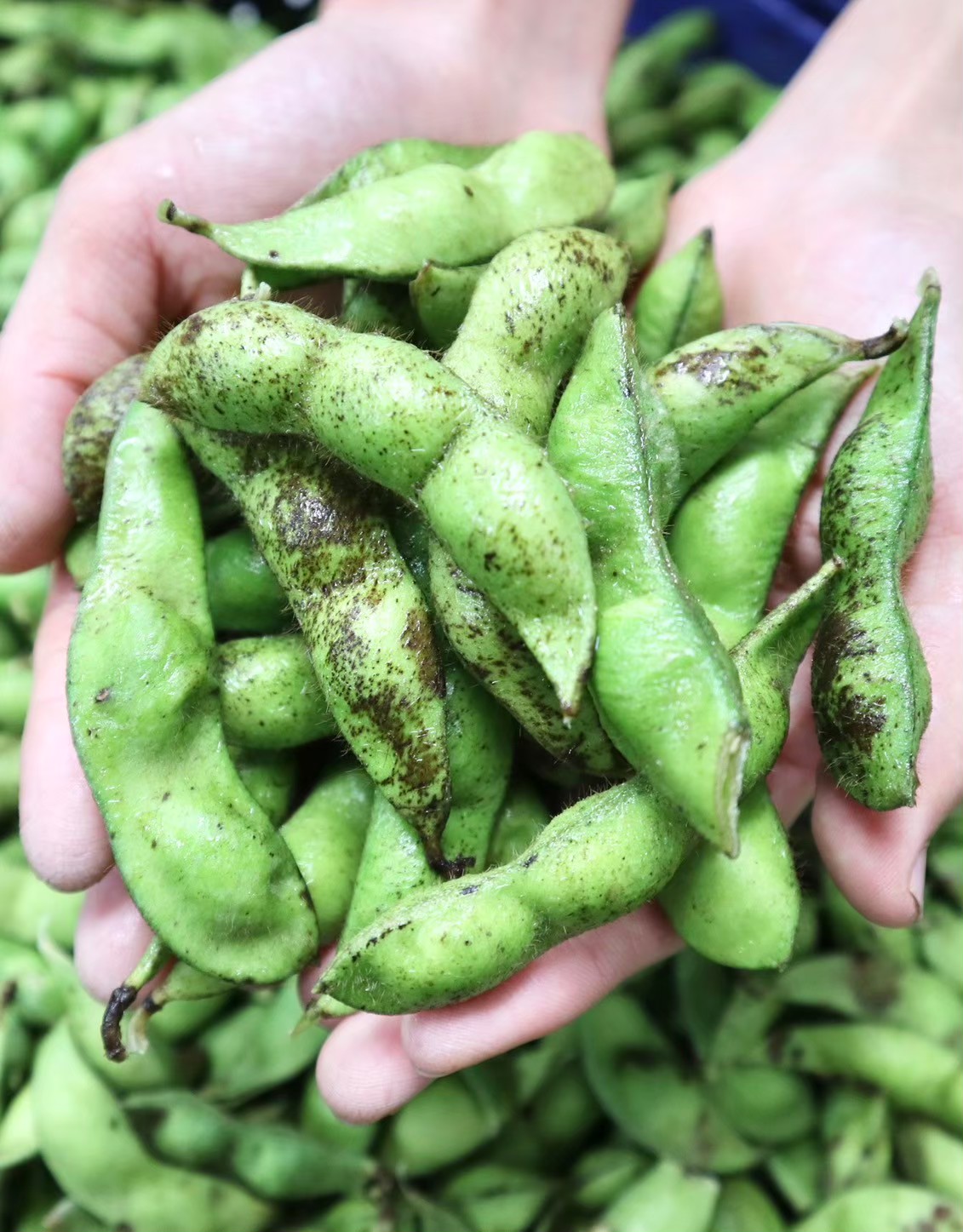 秋の味覚「丹波黒枝豆」  濃厚なコク・500g×2袋　晩摘み 【2025年10月22日～11月上旬頃お届け予定】 知る人ぞ知る日本三大枝豆（丹波黒枝豆・黒崎茶豆・だだちゃ豆）のひとつ！