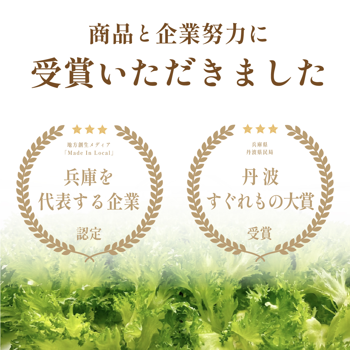 【 定期便 】 無農薬 朝採り フリルレタス グリーンリーフレタス 2種類  1.3kg　3回 苗作りからこだわった 無農薬レタス ２種類 朝採り新鮮レタス