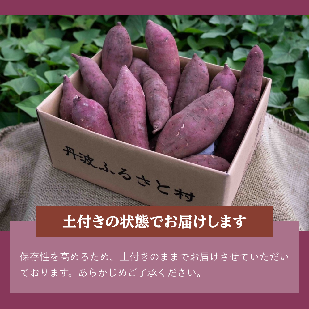 【2025年11月中旬以降発送】丹波ふるさと村の紅はるか　5ｋｇ（サイズ未選別）　さつまいも