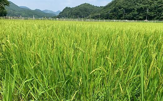 【令和7年産】 抜群の味と香り　丹波篠山産コシヒカリ5kg×１山椒醤油漬セット