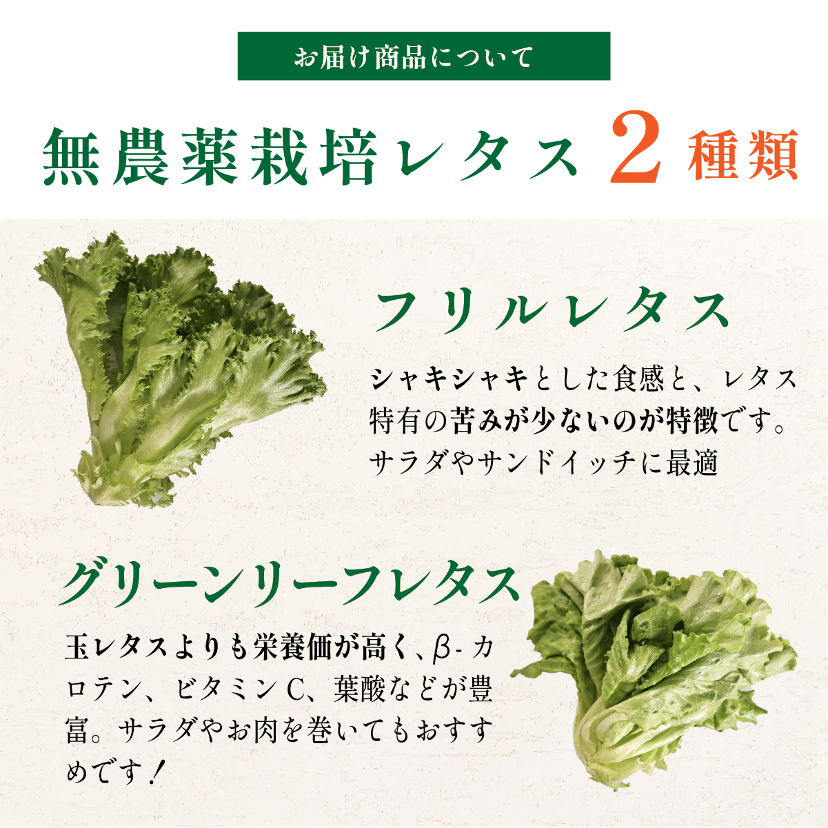無農薬 朝採り フリルレタス グリーンリーフレタス 2種類 4袋 1.3kg 苗作りからこだわった 無農薬レタス ２種類 朝採り新鮮レタス