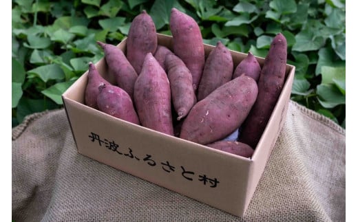 【2025年11月中旬以降発送】丹波ふるさと村の紅はるか　5ｋｇ（サイズ未選別）　さつまいも