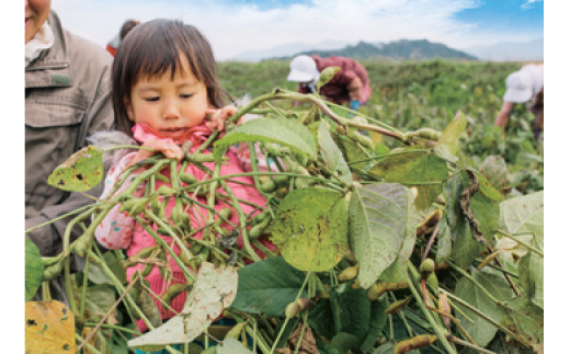 【令和7年】本場！丹波篠山市　黒枝豆狩り　チケット　5株　【チケットお届け 9月中旬以降】