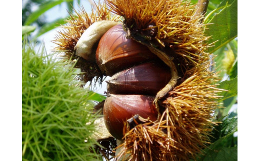 丹波篠山栗 ２Lサイズ １kg　丹波栗