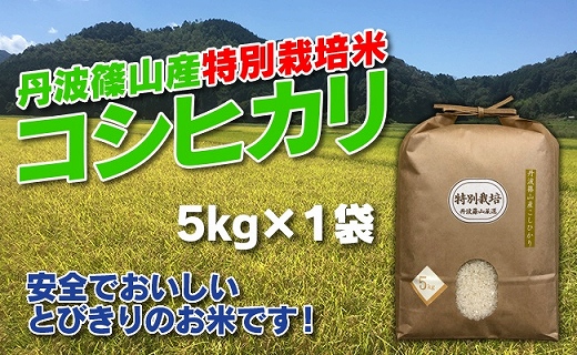 【令和7年産】お米のおいしさ伝えたい！特別栽培米コシヒカリ5kg×1