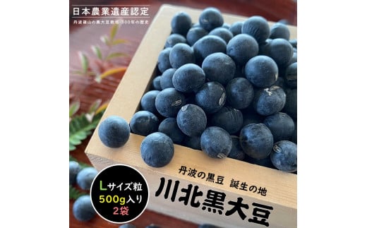 【新物 令和7年産 令和7年12月中旬以降発送 】川北黒大豆　Lサイズ粒　500g×2袋