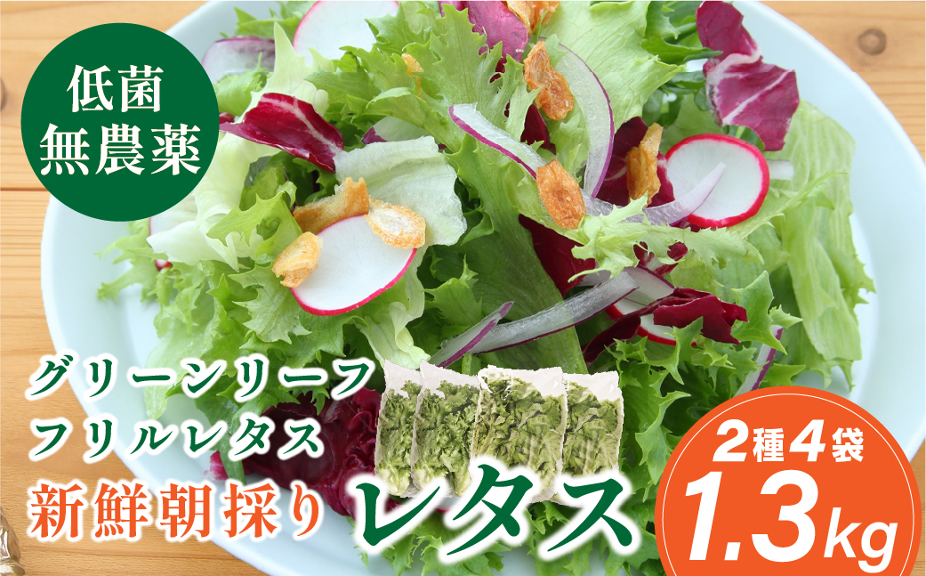 無農薬 朝採り フリルレタス グリーンリーフレタス 2種類 4袋 1.3kg 苗作りからこだわった 無農薬レタス ２種類 朝採り新鮮レタス