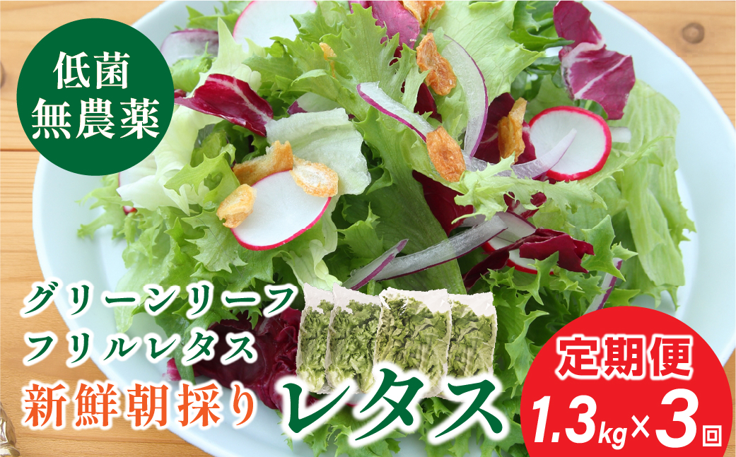 【 定期便 】 無農薬 朝採り フリルレタス グリーンリーフレタス 2種類  1.3kg　3回 苗作りからこだわった 無農薬レタス ２種類 朝採り新鮮レタス