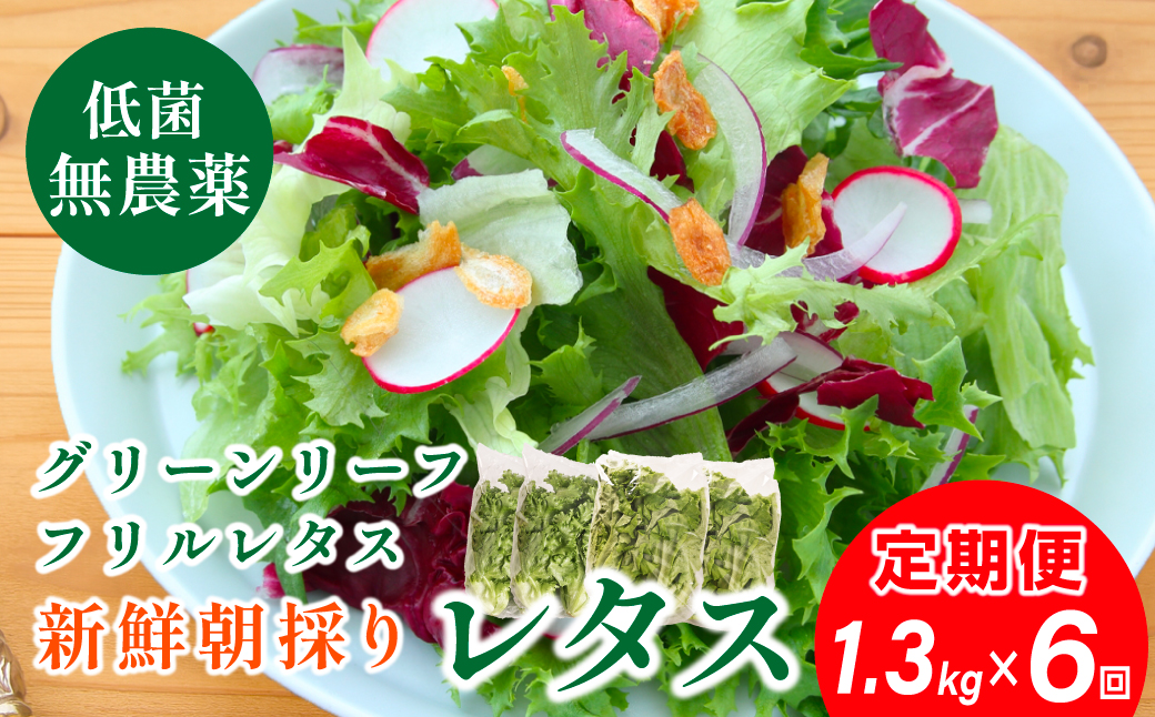 【 定期便 】 無農薬 朝採り フリルレタス グリーンリーフレタス  2種類 1.3kg　6回 苗作りからこだわった 無農薬レタス ２種類 朝採り新鮮レタス