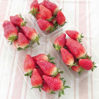 「内山いちごの国」のいちご8パック入り【配送不可地域：離島】