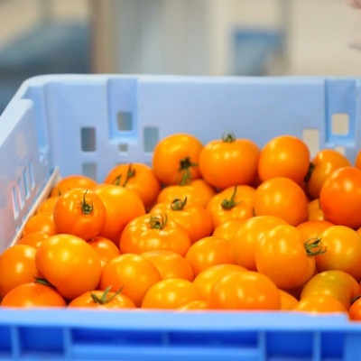 【こいとま】フルーツゴールドギャバリッチ白箱