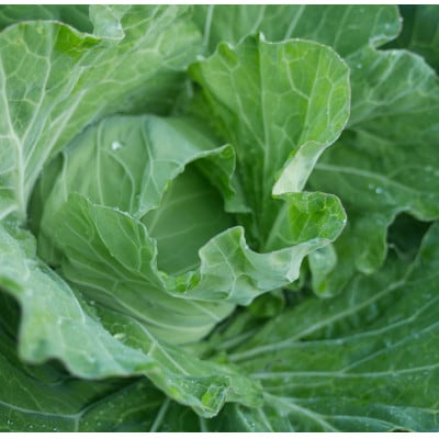 但馬の旬をお届け!採れたて野菜セット(7~8種類)【配送不可地域：離島】